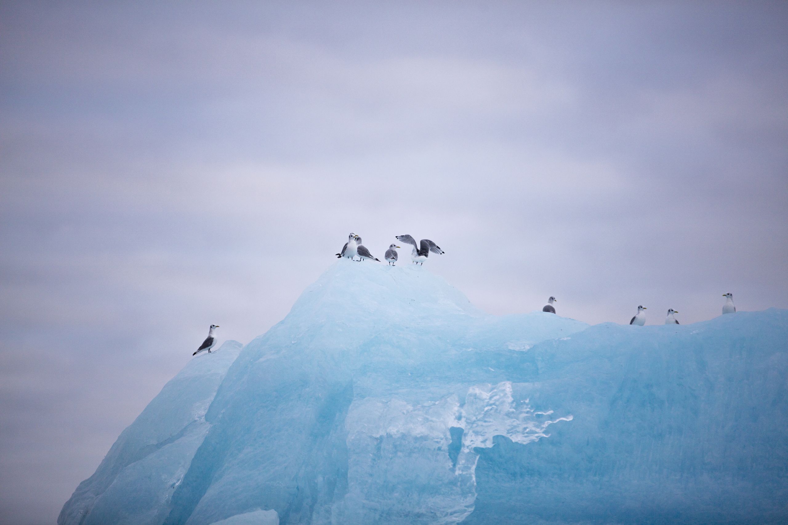 Eisberg mit Seevögeln