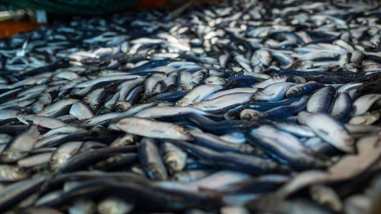 Inshore herring fishery finally underway in Northern Ireland